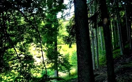 boala lyme