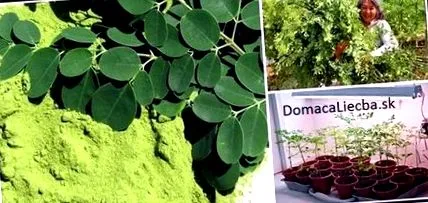 moringa