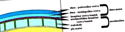 principal