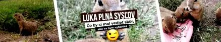 veverițe