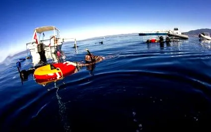 apnea record