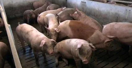 накопичуються накопичуються