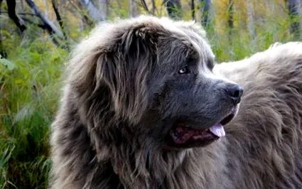 câine newfoundland