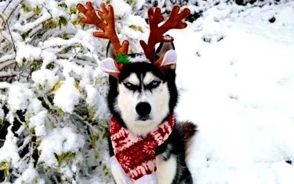 коледа
