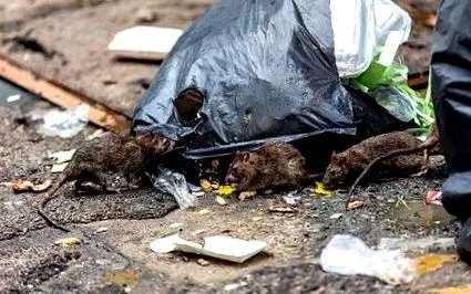 hantavirus