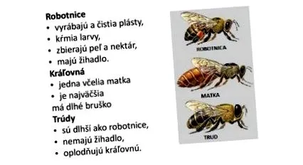 пчели живеят