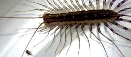 deranja casă