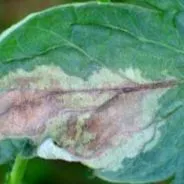 peronospora