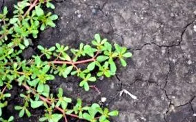 buruieni legume
