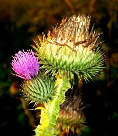 medicina populară