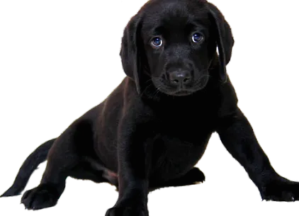 împotriva tulburării canine