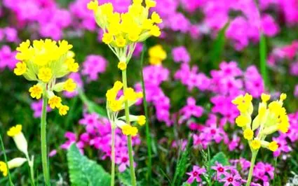 primula