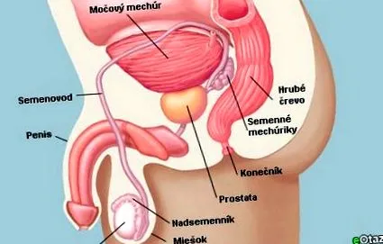 prostata