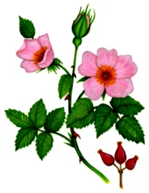 хранене