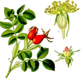 săgeata