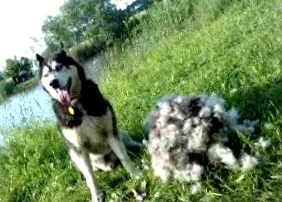 cine husky