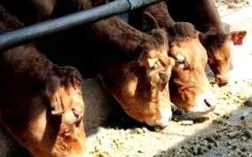 bovine pentru