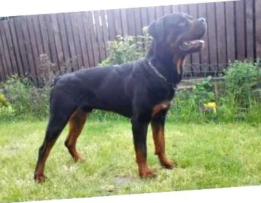 câine robust