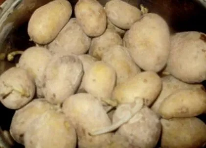 prune coacăze