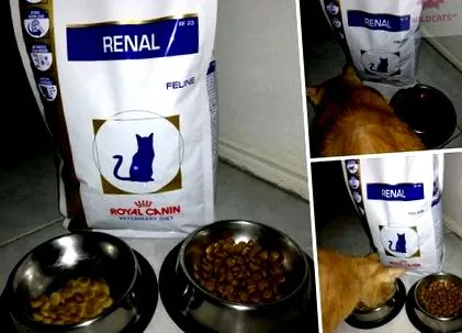 început robinko
