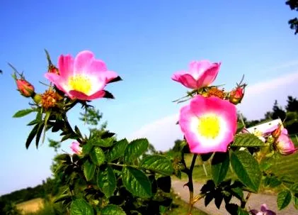 Rosa Rubiginosa