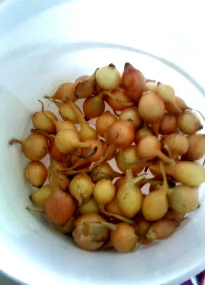 sterilizata reteta