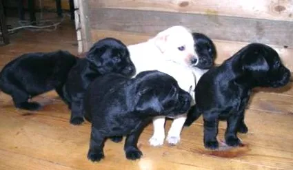 cățeluș Labrador