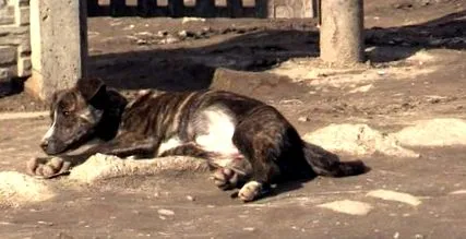 susțin