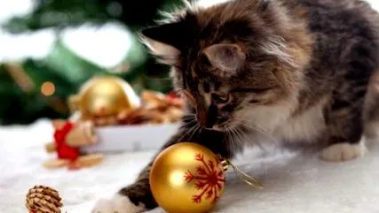 котки съвети