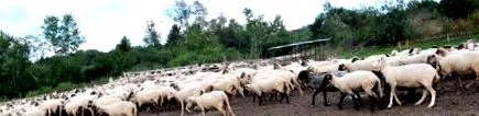 slovacă