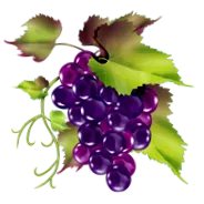 viță