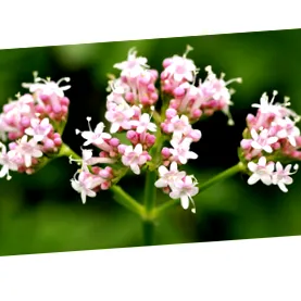 valerian viridian