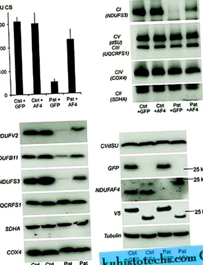 asociate ndufaf4