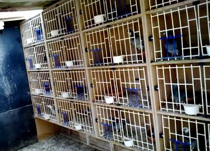 sale întrebări
