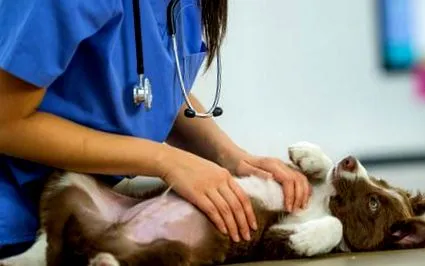 veterinar medicul
