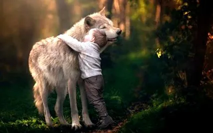 wolf