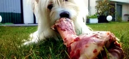 safe bone