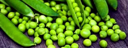 proteina proteina