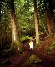 cédrus