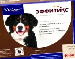 кавкаски фотографија
