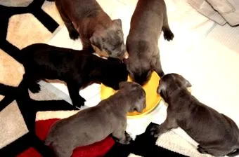 cane-corso válasszák
