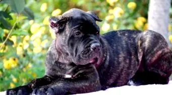 cane-corso kölykök