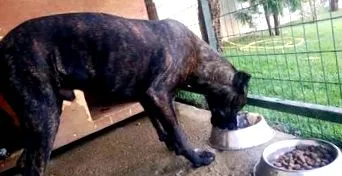 hogyan cane-corso