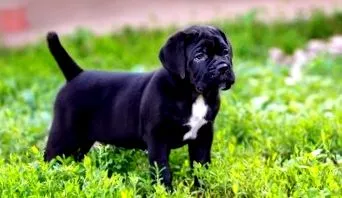 cane-corso cane-corso