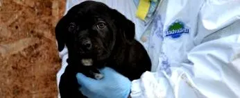 cane-corso válasszák