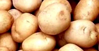 burgonya