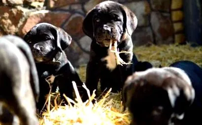 kölykök cane-corso