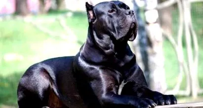 cane-corso válasszák