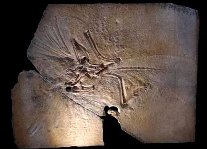 legrégebbi kövület