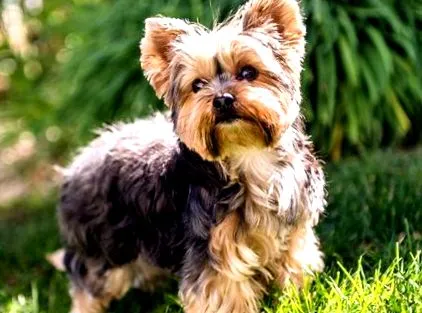 terrier étel